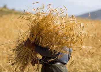 خودکفایی در کشاورزی واجب‌تر از نان شب